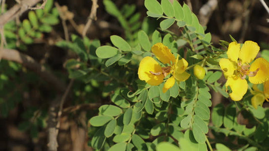 Senna: A Natural Laxative with Medicinal Properties