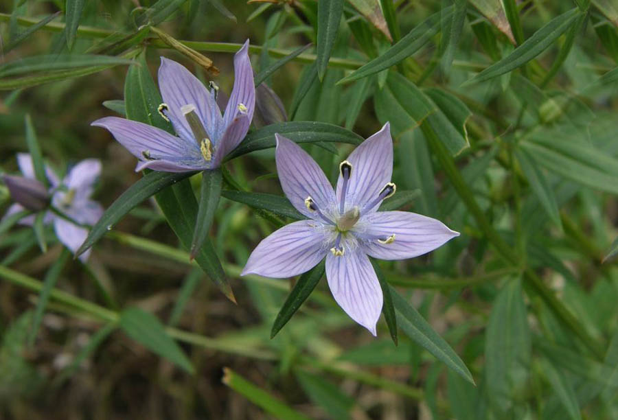 Close-up image of Kiratatikta plant leaves and stem. The leaves are elongated and lance-shaped, with a smooth surface and prominent veins.