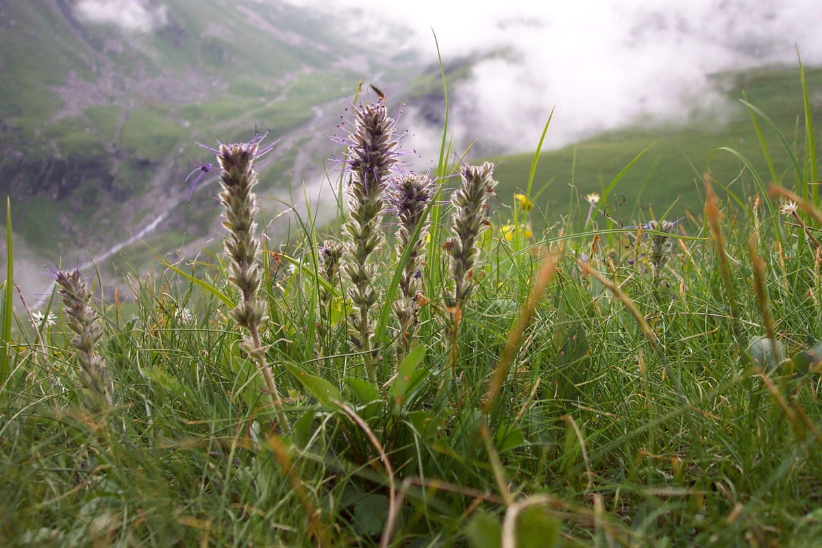 What is Katuka? Full information, usage, benefits and side effects ...