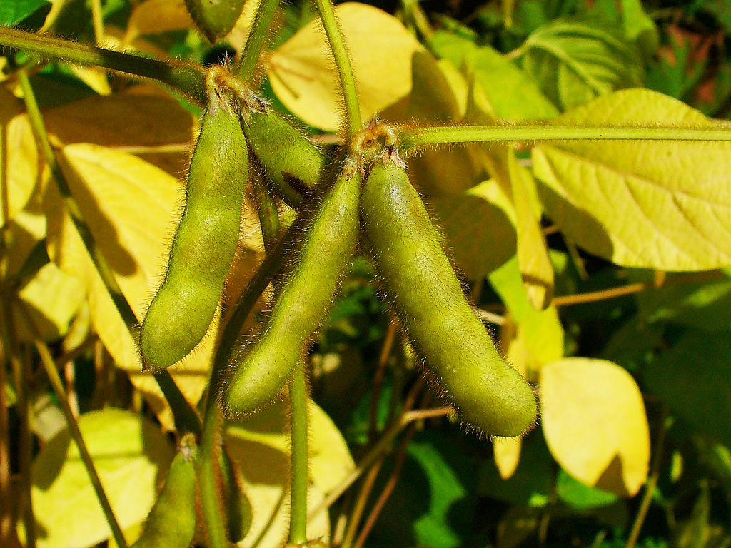 What is Soy or Soybeans? - Information & uses