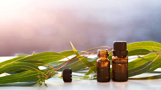 What is Eucalyptus Oil?- Information & uses