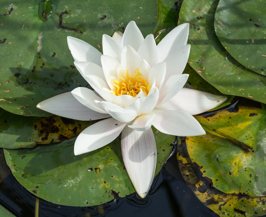 What is Nymphaea Alba? - Information and uses
