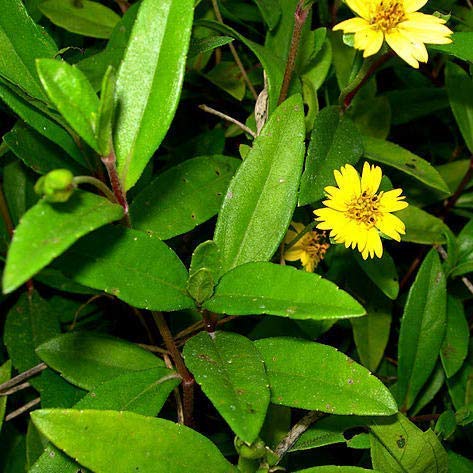 What is Eclipta Alba? - Information, uses & side effect – Caresupp.in