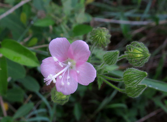 What is Pavonia Odorata? - Information and uses