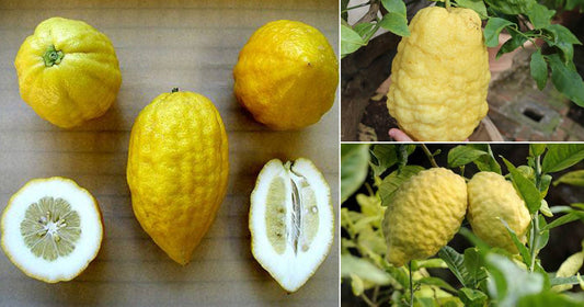 What ia Bizora Nimbu (Citrus Medica)? - Information and Uses.