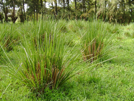 What is Vetiver Grass (Khus)? - Information & uses