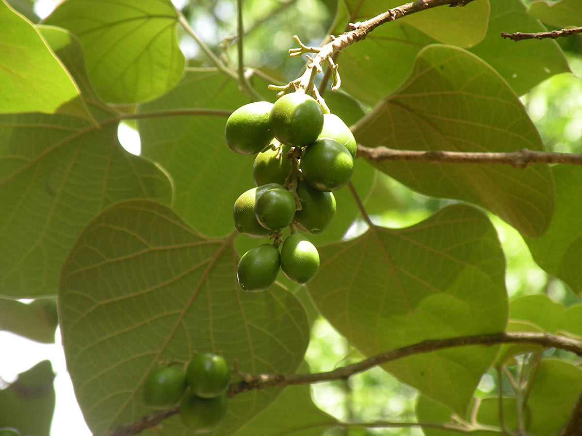 What is Gambhari? - Information, uses & side effects – Caresupp.in