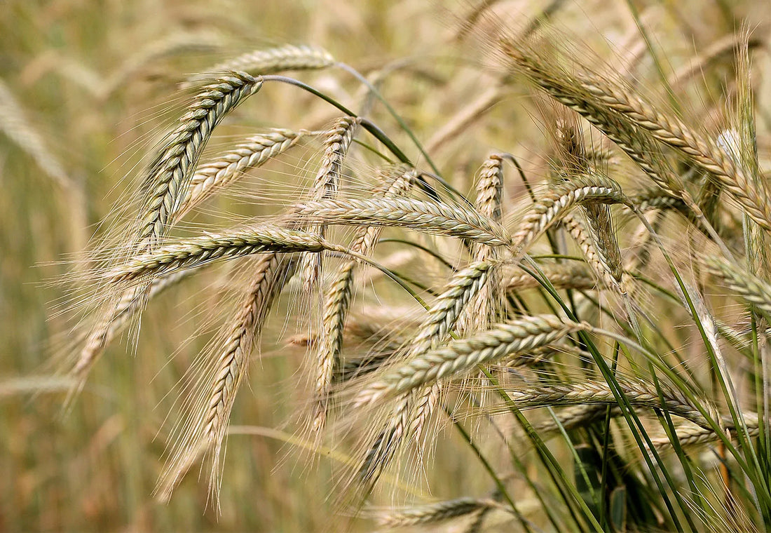 What is Barley? - Information & uses