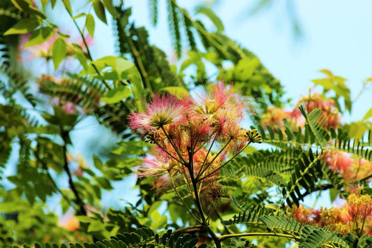 Image of a Shirisha tree with green leaves and white flowers, standing tall against a blue sky backdrop.