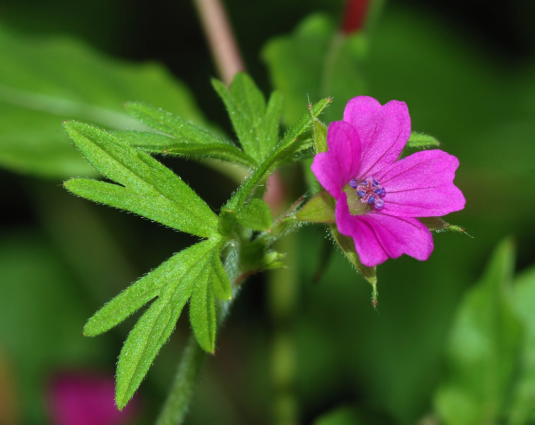 What is Geranium Oil? - Information & uses