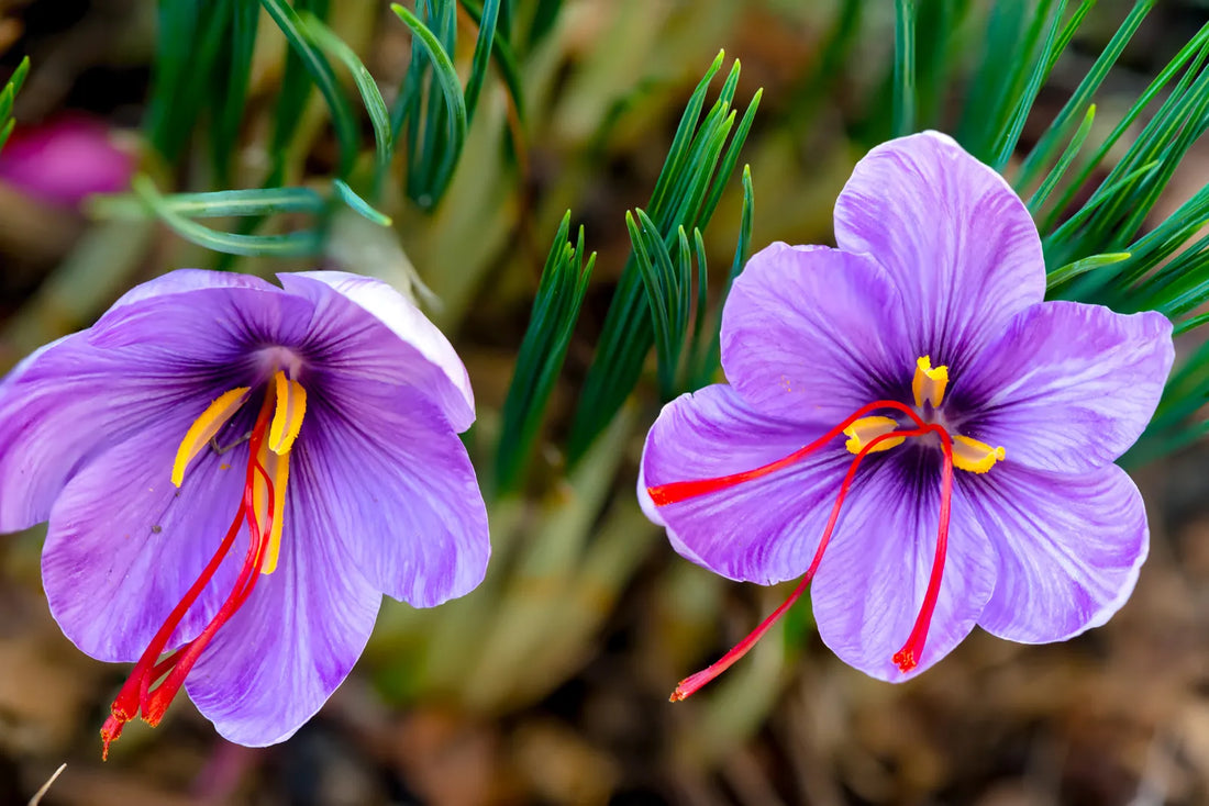 What is Saffron? - Information & uses