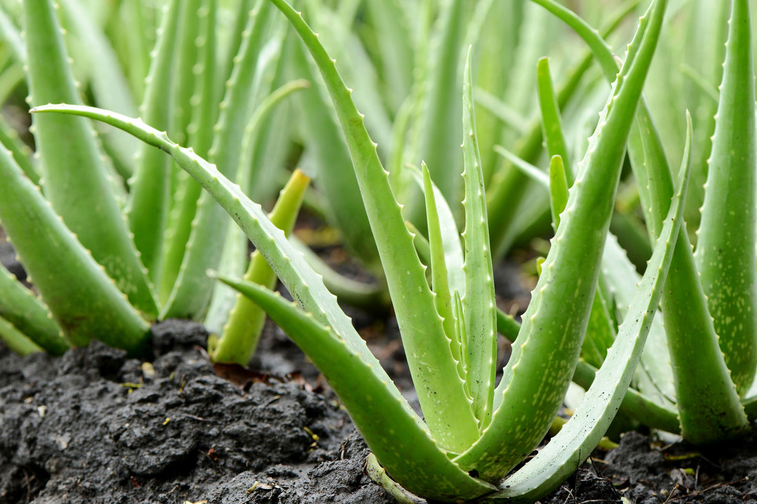 What is Aloe Vera? - Information & uses