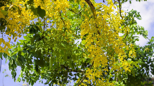 What is Amaltas? - Infrormation & uses