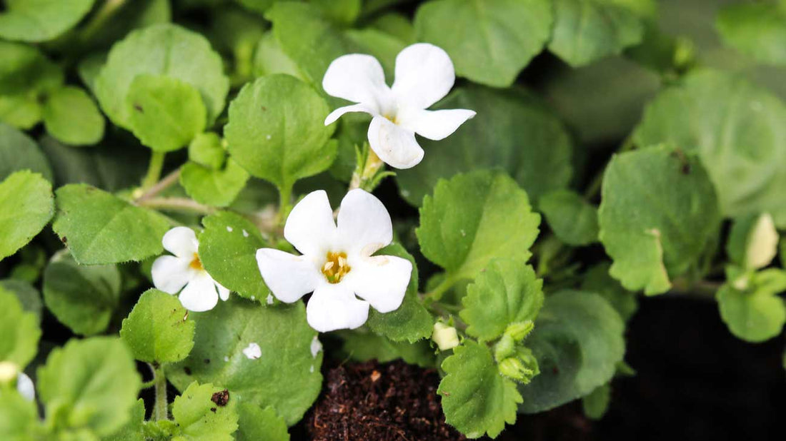 What is Brahmi? - Information & uses