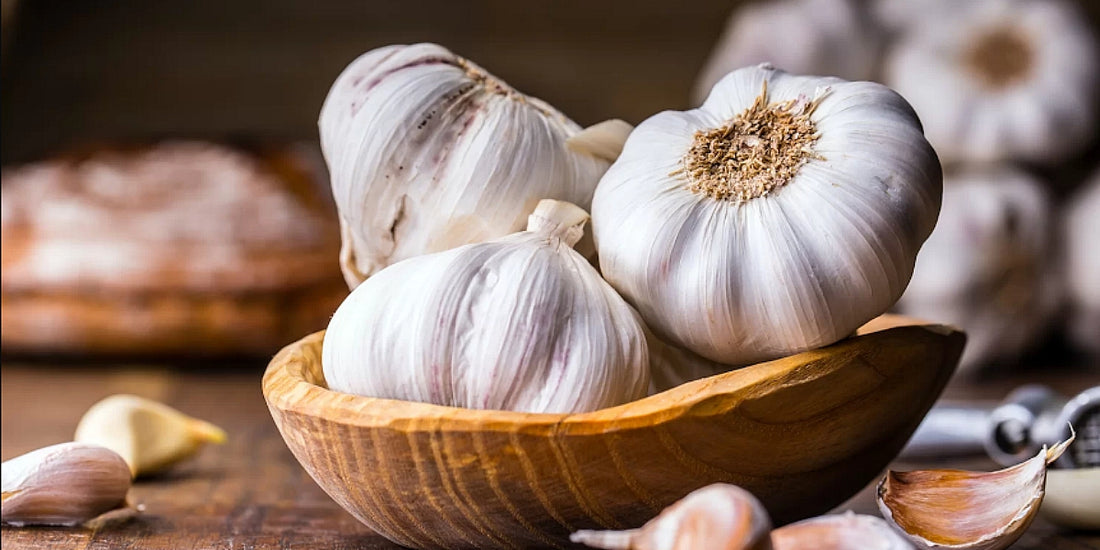 Close-up of fresh Lashuna (Allium sativum) bulbs, also known as garlic, on a wooden cutting board