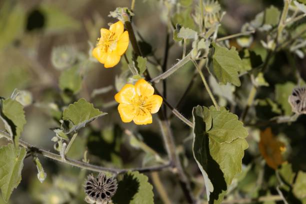 Country Mallow: Exploring Traditional Uses and Potential Health Benefits