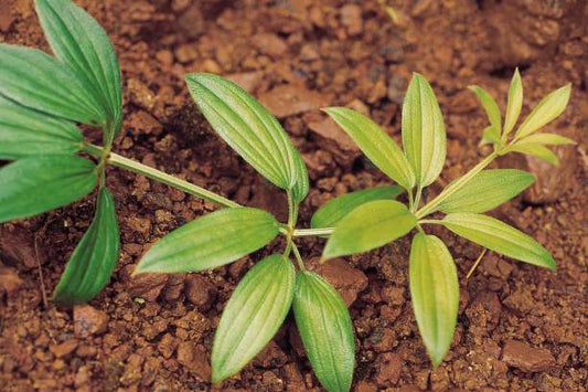 Image of Manjishtha (Rubia cordifolia) plant with green leaves and small red berries, used in Ayurvedic medicine for its medicinal properties.