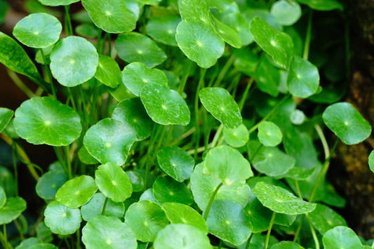 Cica (Centella Asiatica): The Skin-Soothing Superstar
