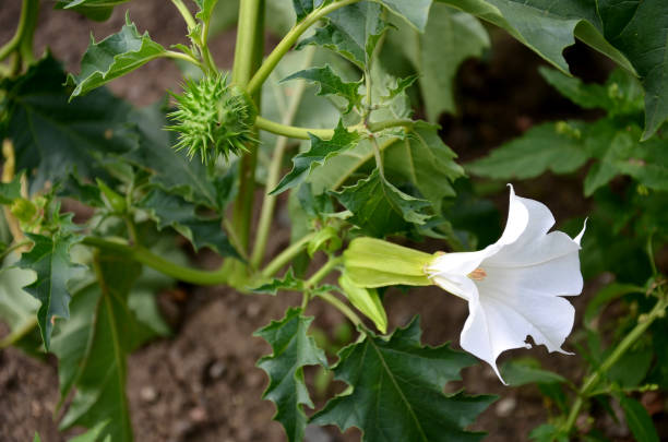 A close-up image of the Datura plant, showing its trumpet-shaped white flowers and large, spiky seed pods