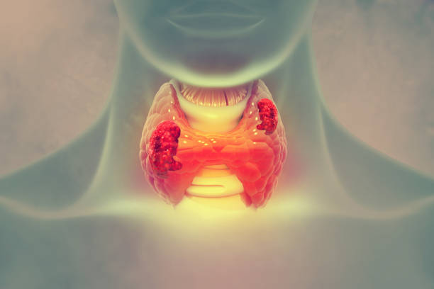 The Thyroid: Understanding this Vital Gland