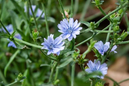 Chicory: A Comprehensive Guide to Its Uses, Benefits, and Potential Side Effects