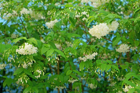 "Close-up of Kutaja plant with large, glossy leaves and white flowers with purple centers"