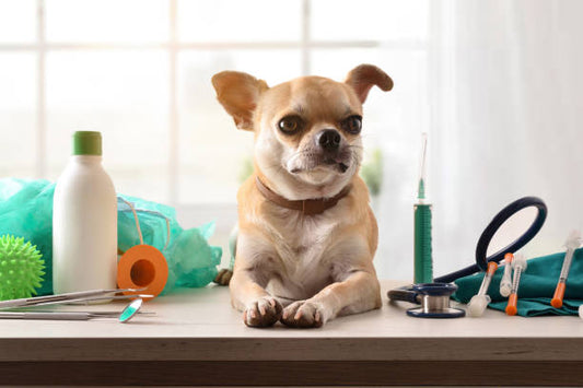 Pedigree Dentastix for Large Breeds: Promoting Optimal Oral Care with Dental Sticks