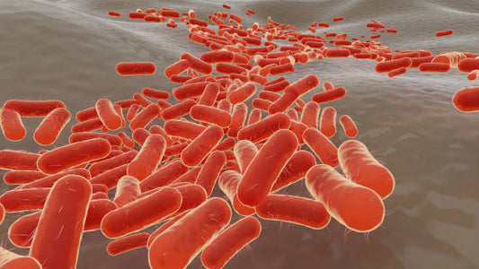 E. coli Infection: Types, Symptoms, Transmission, and Prevention