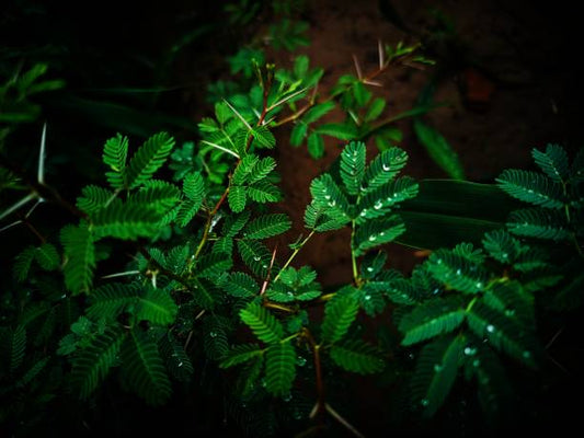 Close-up of Mimosa pudica plant with leaves folding in response to touch, also known as the sensitive plant or touch-me-not plant