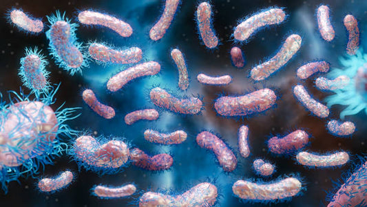 Shigella Infection: Causes, Symptoms, Treatment, and Prevention
