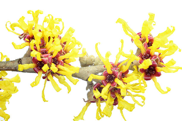 Witch Hazel Extract: Nature's Soothing Elixir for Healthy Skin