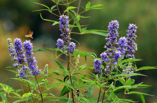 Agnus Castus: Overview, Uses, and Considerations
