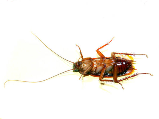 Suraksha Cockroach Gel: Your Trusted Defense Against Unwanted Intruders