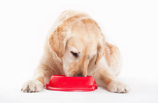 Drools Puppy Wet Dog Food, Real Chicken and Chicken Liver Chunks in Gravy Review