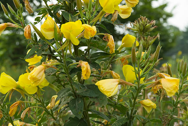 Evening Primrose Oil: Nature's Elixir for Nourished and Balanced Skin