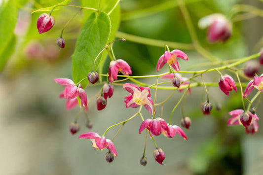 Passion Unleashed: Exploring Epimedium in Sexual Wellness