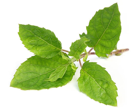 Zandu Tulsi Drops: A Natural Immunity Booster