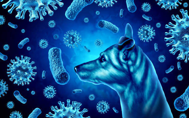 Understanding Rabies: A Deadly but Preventable Disease