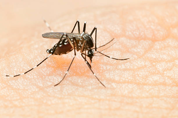 Malaria: Understanding the Causes, Symptoms, Diagnosis, and Treatment of this Potentially Life-Threatening Disease