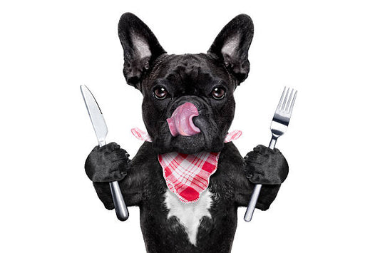 Drools Maintenance Adult Dog Food Review