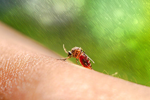 Battling Mosquitoes During the Monsoon Season: Prevention and Protection Tips.