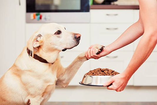 Drools Chicken & Egg Dry Adult Dog Food - Wholesome Nutrition for Vitality and Well-Being