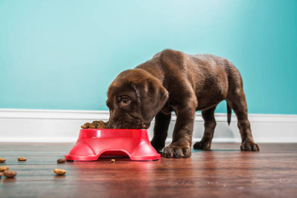Drools Focus Puppy Super Premium Kibble Dog Food, Meat Flavor Review