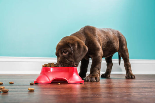 Drools Focus Puppy Super Premium Kibble Dog Food, Meat Flavor Review