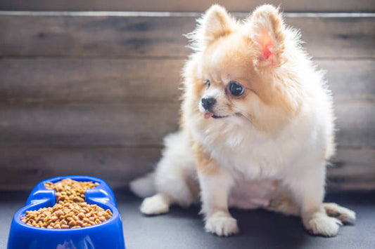 Pedigree PRO Large Breed Puppy Dry Dog Food: Tailored Nutrition for Growing Puppies (Aged 3 to 18 Months)