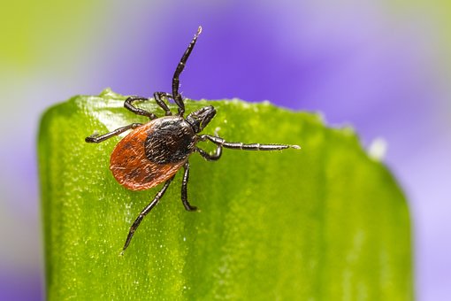 Lyme Disease: What You Need to Know