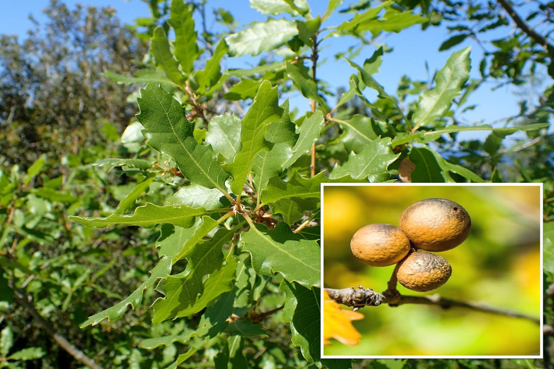 What is Maju Phal Galls? - Information & uses