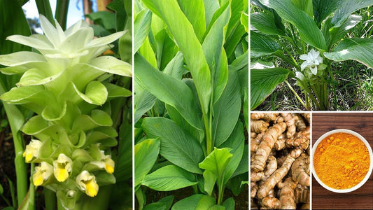 What is Banhaldi (Curcuma aromatica)? - Information & uses