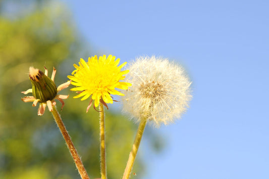 What is Dandelion? - Information & uses