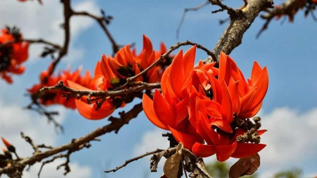 Palasha What is Palasha? Full Information, Usage, Benefits and Side Effects ...